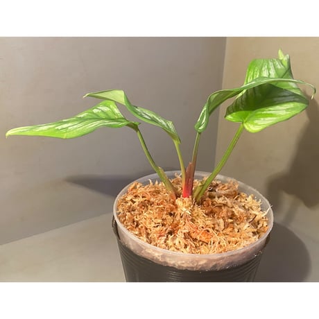 Homalomena sp. from Riau sumatera [LA1119-02]