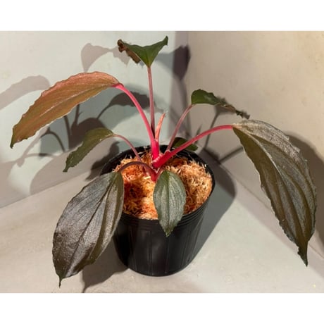 Homalomena sp. "Neon Purple" from Malaysia