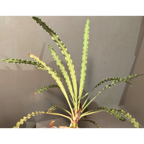 (脇芽付き) Fenestratarum mulyadii from East Kalimantan