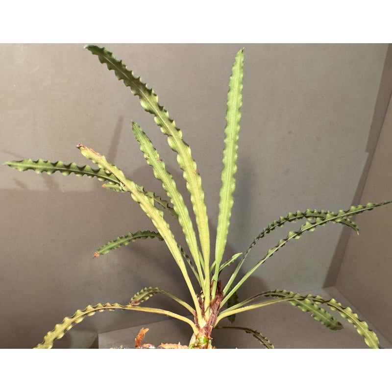 脇芽付き) Fenestratarum mulyadii from East Kaliman