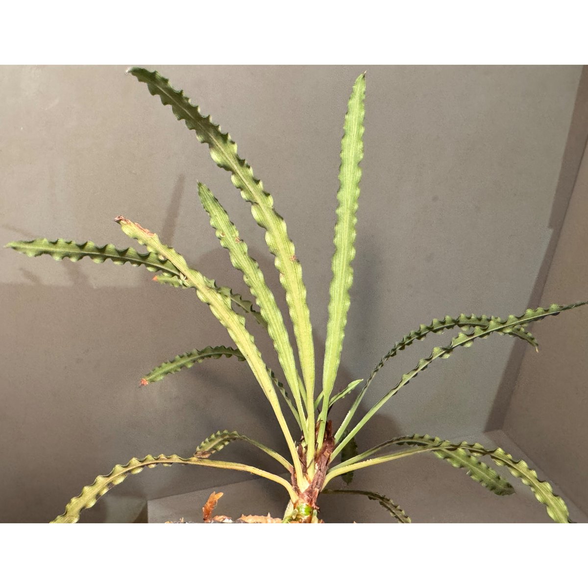脇芽付き) Fenestratarum mulyadii from East Kaliman