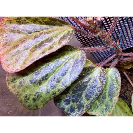 Begonia blancii