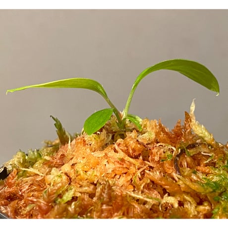 Homalomena sp. "Aceh selatan" Aceh Sumatra [TB]