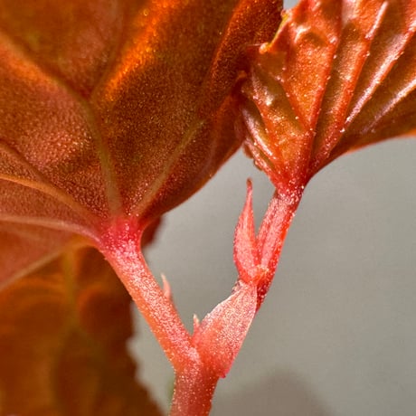 Begonia sp. from North Sumatera