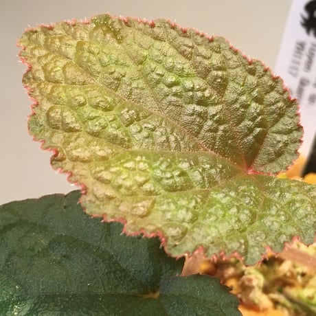 Begonia sp. from Tuyen Quang  [YH1117] TKタグ付き