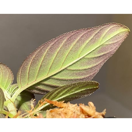 Gesneriaceae gen. from Kalimantan Barat