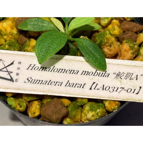 Homalomena mobula "鮫肌A" from Sumatera barat [LA0317-01]