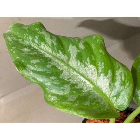 Schismatoglottis Rongisupata from West Kalimantan [KN]