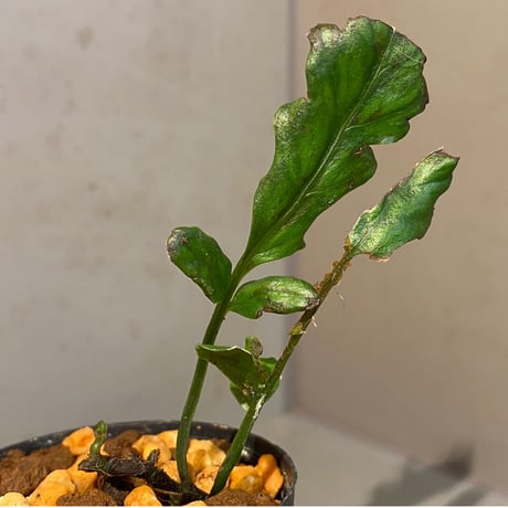 Bolbitis sinuosa from Philippines