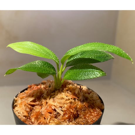 Homalomena hasei "狐尾" from Aceh sumatera [LA0616-04]
