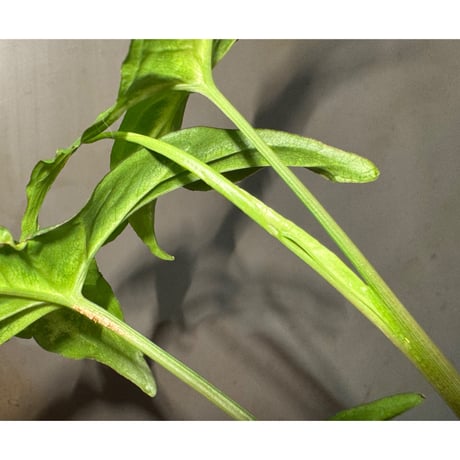 Syngonium podophyllum from Ecuador