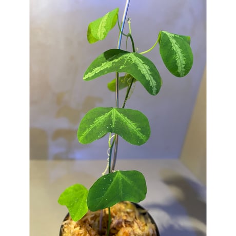 Passiflora apetala from Costa Rica