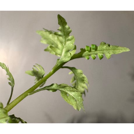 Labisia sp. "Serawai" Kalimantan barat [TB]