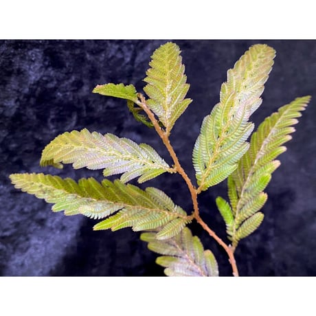 Selaginella wallichii 伊藤蟻植物農園