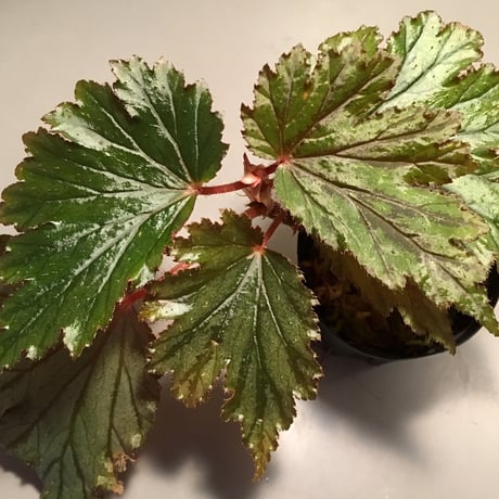 Begonia Hyb. (Halmahera x Aceh)