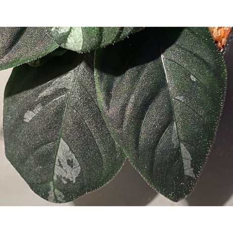 Gymnostachyum sp. from Tigalingga [HW0219-02]