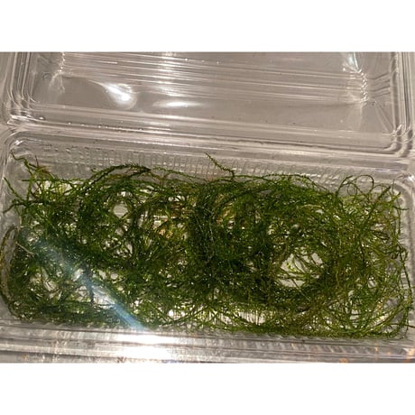 Moss from Borneo