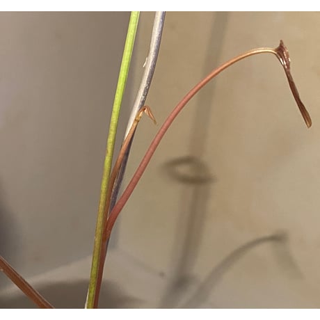 Dioscorea dodecaneura (discolor) from Ecuador