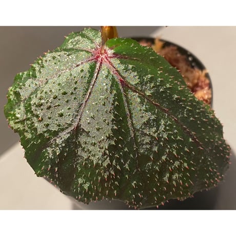 Begonia sp. from North Toraja [S0919-02] STRINGE PLANTS