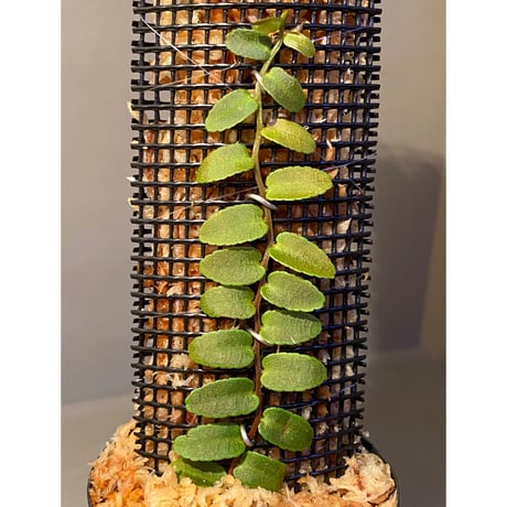 Marcgravia sp. "Purple Dwarf" from Ecuador
