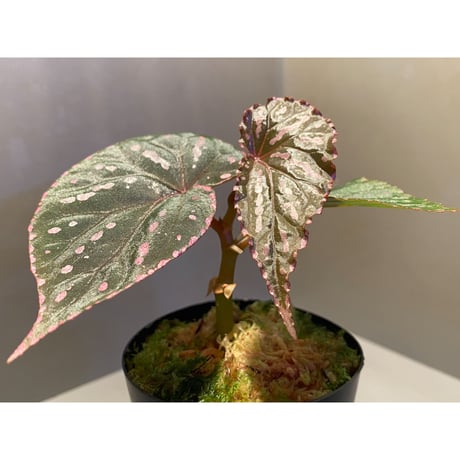 Begonia roseopunctata fromPakan Malaysia Sarawak [RIO]