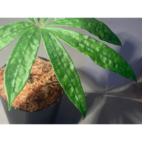 Anthurium polyschistum from Napo Ecuador [tanakay]