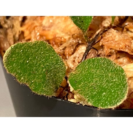Pyrrosia nummularifolia from Santa Fe Luzon Philippines [KSB]