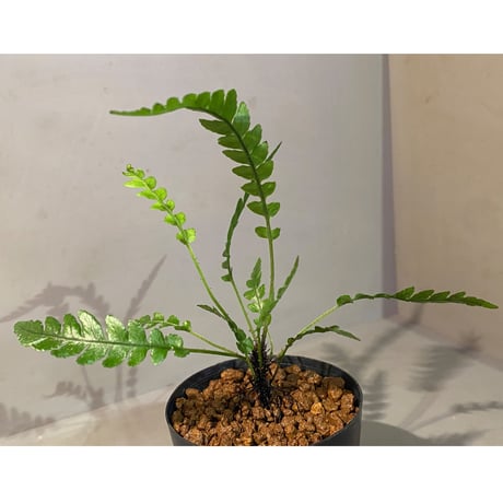 Blechnum obtusatum var. obtusatum from New Caledonia (固有種) ②