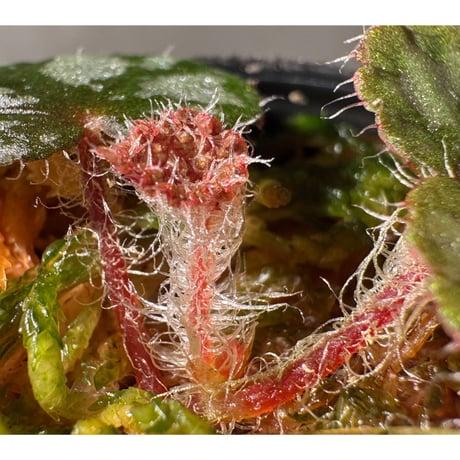 Begonia sp. from Lang Son [YH030519] TK
