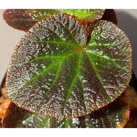 Begonia sp. from Manaus