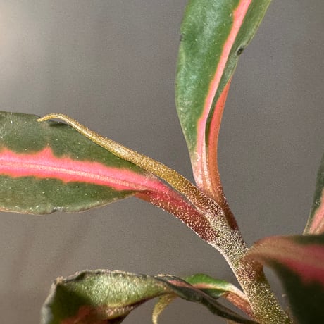 Labisia sp. from Vietnam