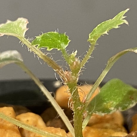 Begonia prismatocarpa "Variegata"