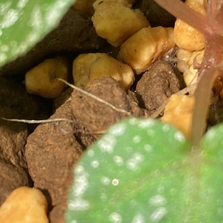 Begonia handelii var. prostrata from Viet Nam