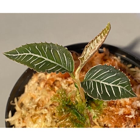 Ardisia sp. from Perlis Malaysia