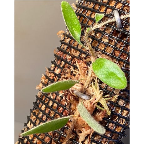 Pyrrosia nummularifolia from Santa Fe Luzon Philippines [KSB]