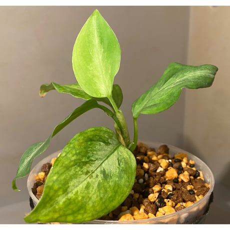 Aglaonema pictum "Eureka Mk-2" DFS from Sumatra barat [AZ0912-1] ②