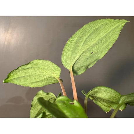 Homalomena sp. "Shirogane" SGR from Pulau Linga [HW1017-XX]