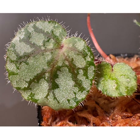 Begonia austroguangxiensis