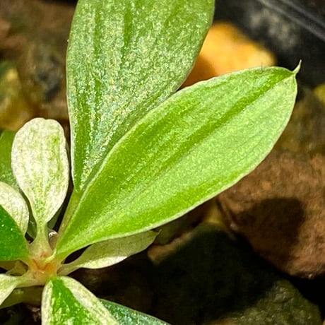 Homalomena sp. [LA0317-z-r]