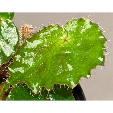 Begonia cf. ferox from Cao Bang [YH040519BK] TK