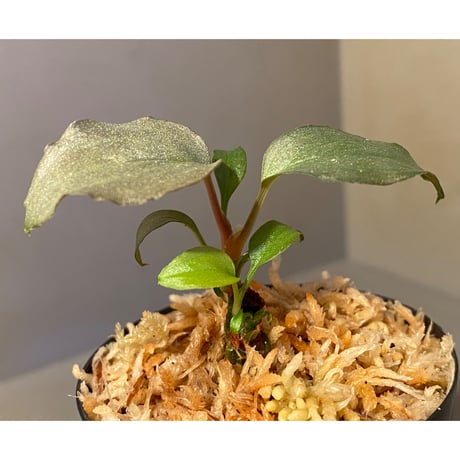 Homalomena sp. "Shirogane" SRP from Pulau Lingga[HW1017-XX]