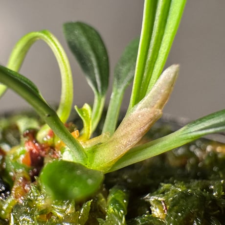 Aridarum cf. montanum from Sanggau West Kalimantan