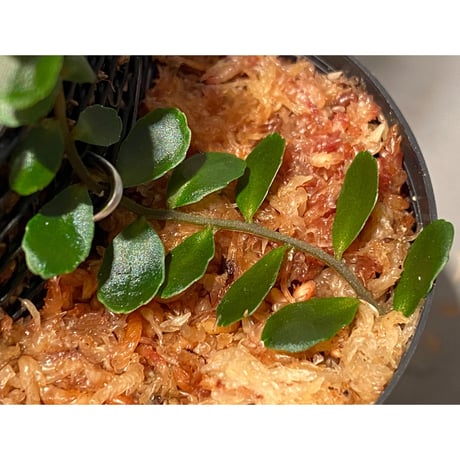 Marcgravia sp. "Azreal"