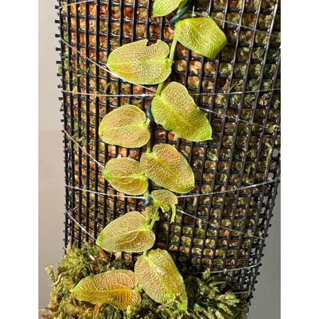 Pothos barberianus from Kapuas fulu West Kalimantan