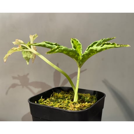 Amorphophallus pendulus from Kapuas hulu West Kalimantan