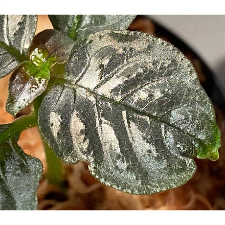 Ophiorriza sp. "鋼" from Aceh Selatan [HW0816-03]
