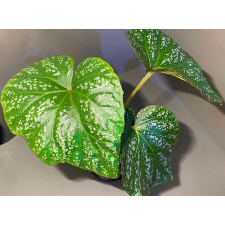 Begonia sp. from Na Hang [YH1118] TK