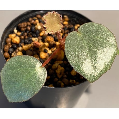 Begonia sp. from Sumatera [NT ORCHID]