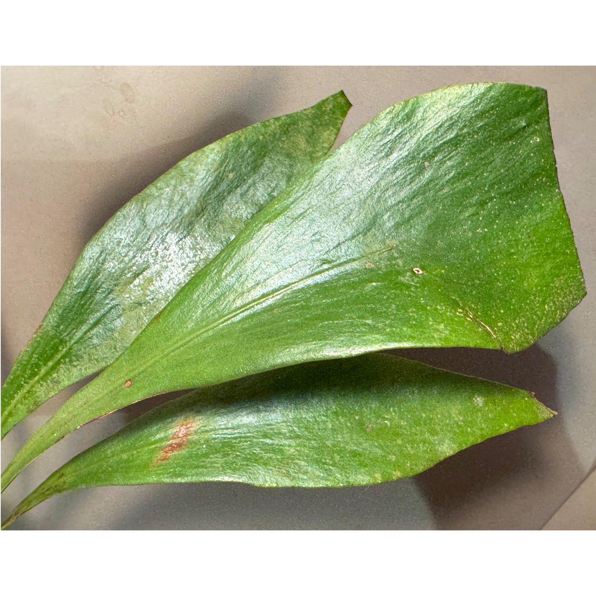 Antrophyum sp. 巨大なタキミシダ Antrophyum sp. 巨大なタキミシダ Antrophyum sp. from Aceh sumatera