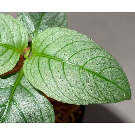 Ophiorrhiza? sp. "Kab. Sanggau" Kal barat [TB]